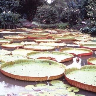 5 Foot Lily Pads by Cmdr. John Bortniak