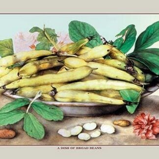 A Dish of Broad Beans by Giovanna Garzoni