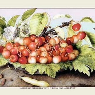 A Dish of Cherries With a Bean and a Hornet by Giovanna Garzoni