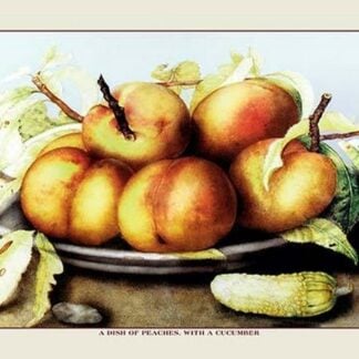 A Dish of Peaches with a Cucumber by Giovanna Garzoni