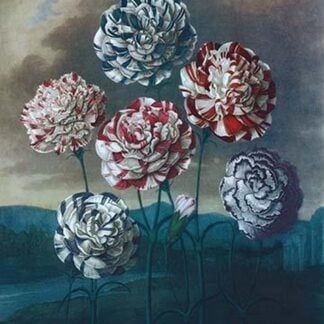 A Group of Carnations