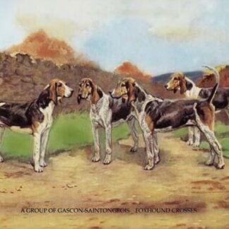 A Group of Gascon-Saintongeois Foxhound Crosses by Baron Karl Reille