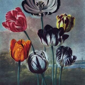 A Group of Tulips