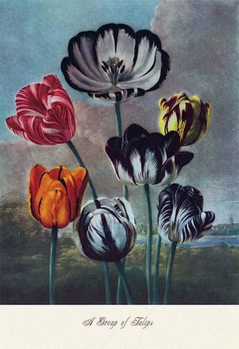 A Group of Tulips