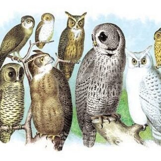 A Hoot of Owls by Theodore Jasper