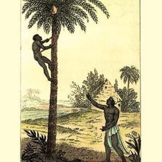 A Man Ascending a Palm Tree for Its Wine