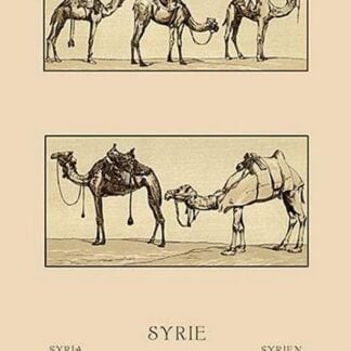 A Variety of Howdahs from Syria by Auguste Racinet