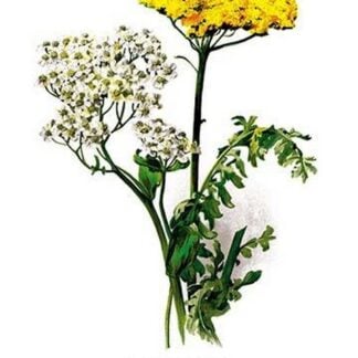 A. Clipeolata Achillea Lingulata Var Buglossis by H.G. Moon