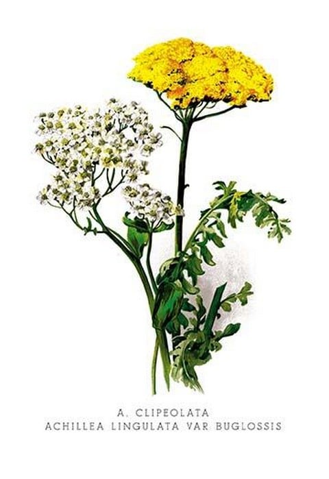 A. Clipeolata Achillea Lingulata Var Buglossis by H.G. Moon