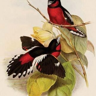 Abakan Black-and-Red Broadbill by John Gould