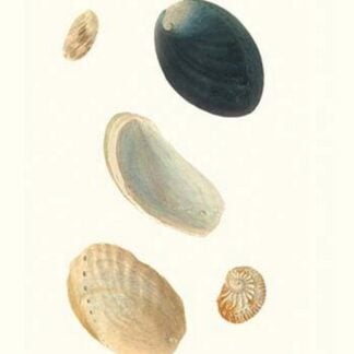 Abalone Shells By John Mawe
