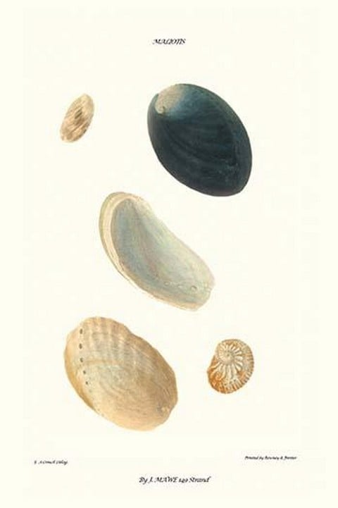 Abalone Shells By John Mawe