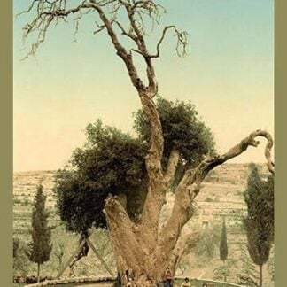 Abraham's Tree Mamreh on the West Bank by Detroit Photographic Company