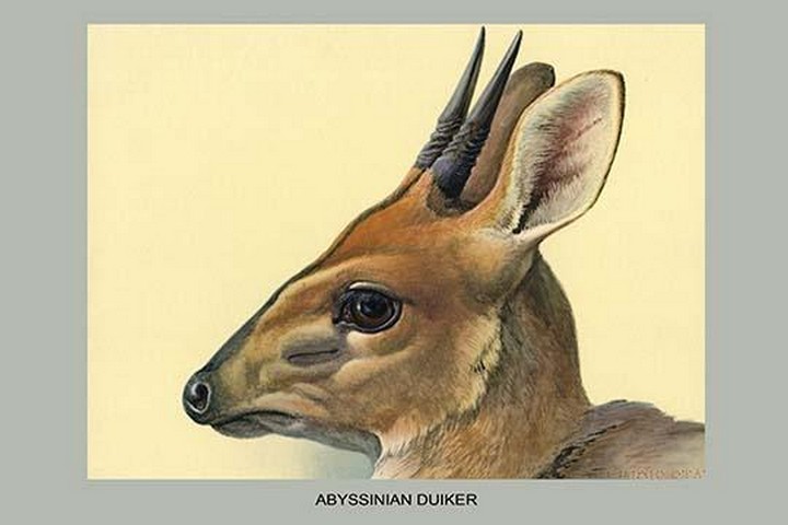 Abyssinian Duiker by Louis Agassiz Fuertes
