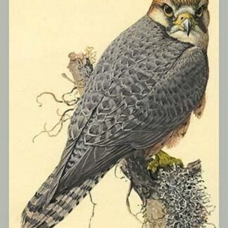 Abyssinian Lanner by Louis Agassiz Fuertes