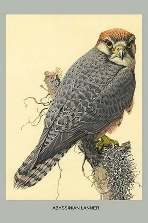 Abyssinian Lanner by Louis Agassiz Fuertes