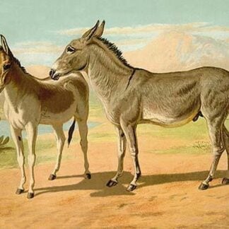 Abyssinian Male and Indian Onager Female by Samuel Sidney