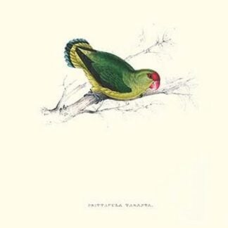 Abyssinian Parakeet - Agapornis Taranta by Edward Lear