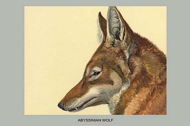 Abyssinian Wolf by Louis Agassiz Fuertes