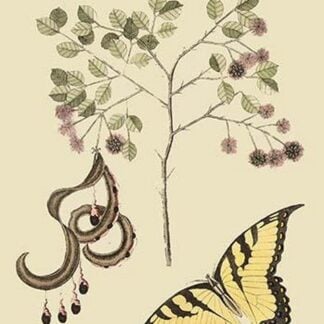 Acacia & Sulphur Butterfly by Mark Catesby