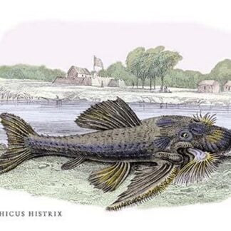 Acanticus Histrix by Robert H. Schomburgk