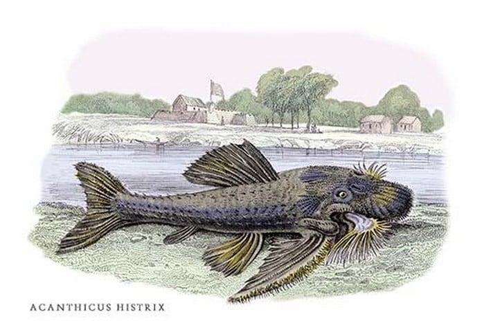 Acanticus Histrix by Robert H. Schomburgk