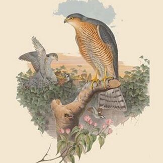 Accipitur Nisus - Sparrow Hawk by John Gould