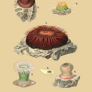 Actinia Sanetae et al.