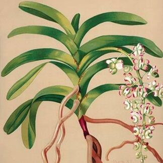 Aerides Quinquevulnera by H.G. Moon
