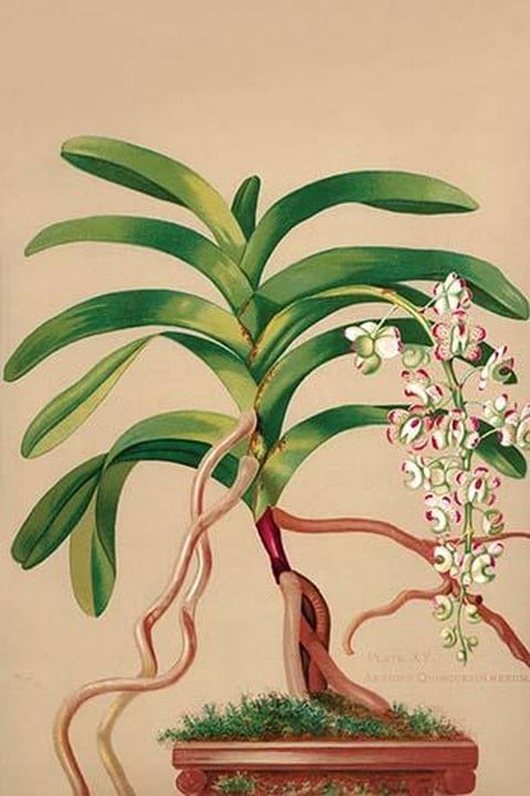 Aerides Quinquevulnera by H.G. Moon