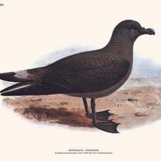 Aestrelata Cribbaea by Lionel Walter Rothschild