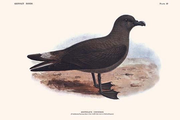 Aestrelata Cribbaea by Lionel Walter Rothschild