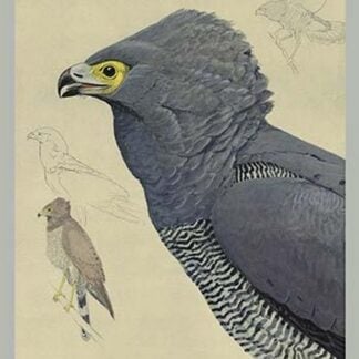 African Harrier Hawk by Louis Agassiz Fuertes