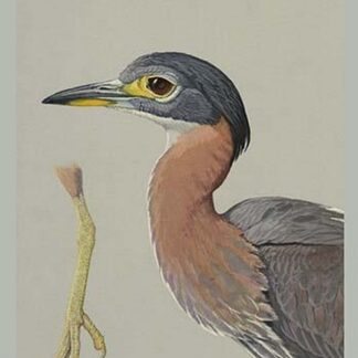 African Night Heron by Louis Agassiz Fuertes