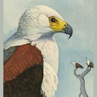 African Sea Eagle by Louis Agassiz Fuertes #2