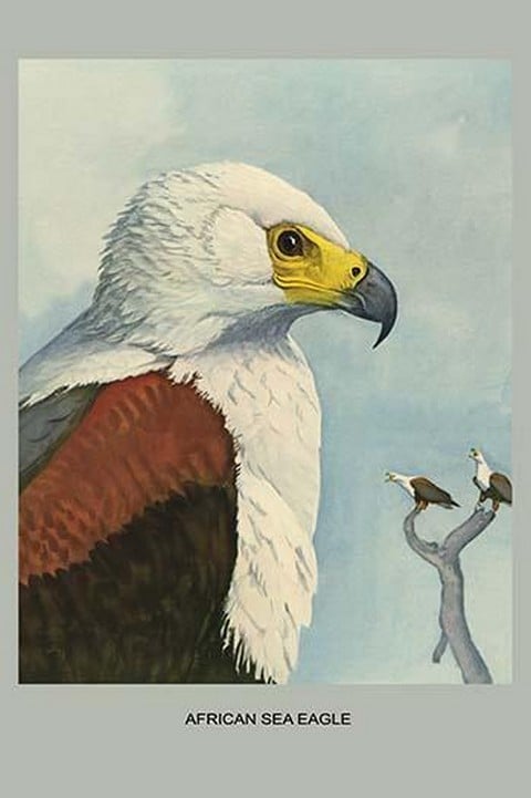 African Sea Eagle by Louis Agassiz Fuertes #2