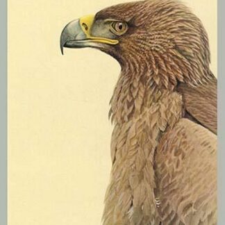 African Tawny Eagle by Louis Agassiz Fuertes