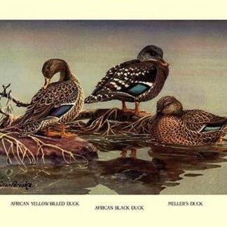 African and Meller's Ducks by Allan Brooks