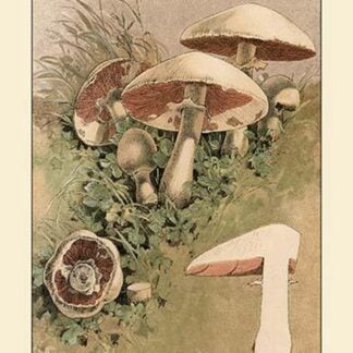 Agaricus Campestris by W. Hamilton Gibson