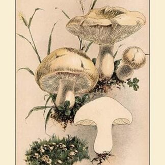 Agaricus Gambosus by W. Hamilton Gibson