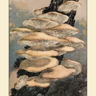 Agaricus Ostreatus by W. Hamilton Gibson