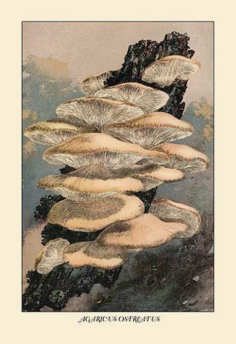 Agaricus Ostreatus by W. Hamilton Gibson