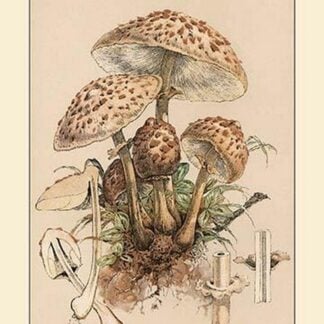 Agaricus Procerus by W. Hamilton Gibson