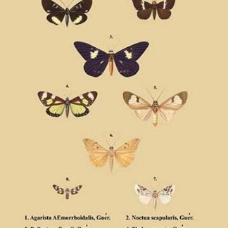 Agarista a Emorrhoidalis