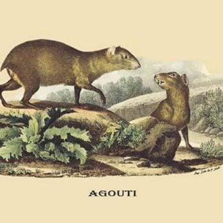 Agouti by E. F. Noel