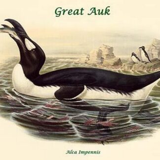 Alca Impennis - Great Auk by John Gould
