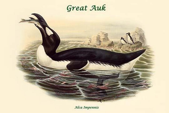 Alca Impennis - Great Auk by John Gould