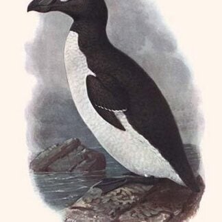 Alca Impennis by Lionel Walter Rothschild