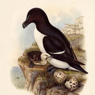 Alca Torda - Razorbill by John Gould
