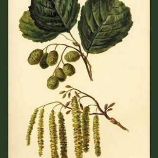 Alder